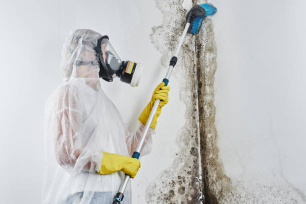 Best Residential Mold Inspection & Testing  in Vienna, GA